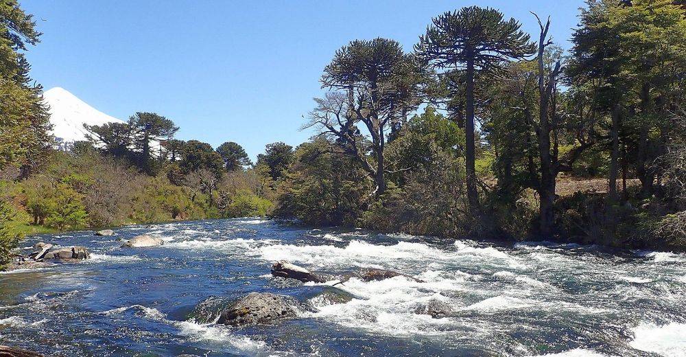 Argentine-andes-araucaria-araucana