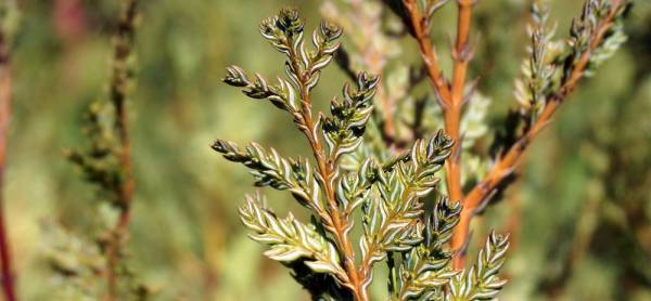 Austrocedrus-chilensis-leaves