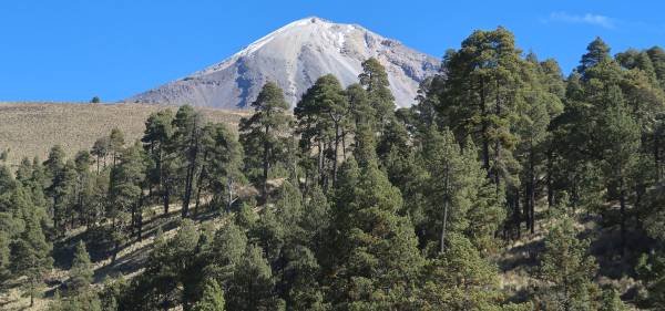 Mexique-orizaba-pinus-hartwegii2